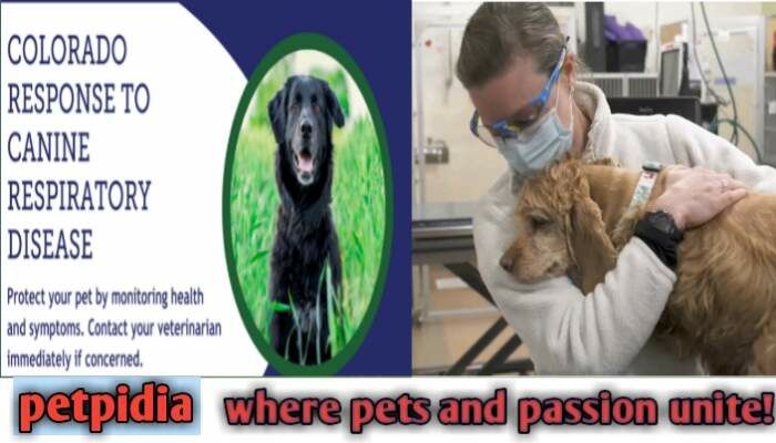 Illustration of Canine Breathing Problems In Elderly Dogs