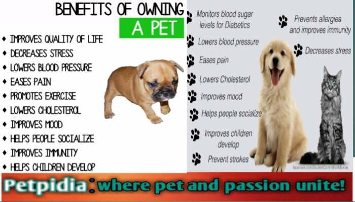 Health Benefits of Owning a Pet Statistics