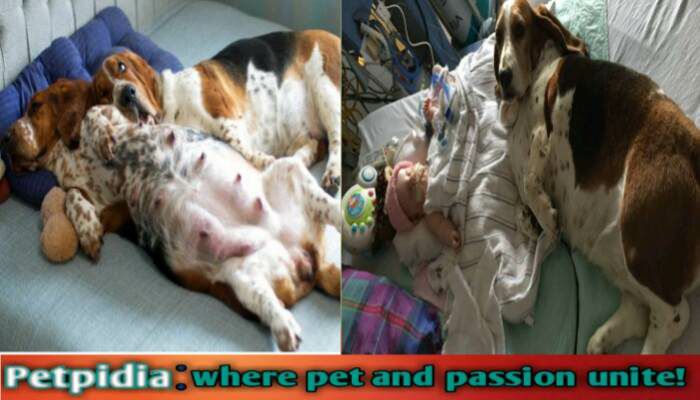 Curated visual reference: Visual Reference: How Many Weeks Does It Take For A Dog To