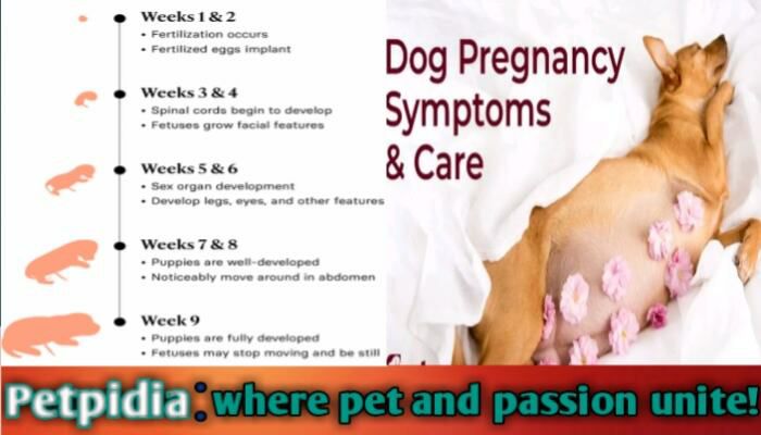 Dogs Pregnancy Stages Week Week | Best Guide 2024
