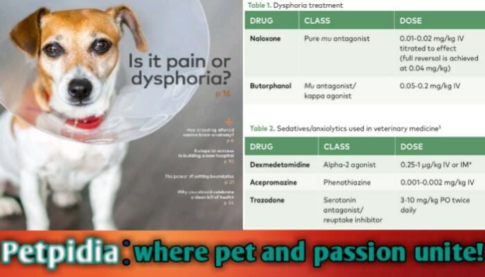 How Long Does Dysphoria Last in Dogs After Surgery?