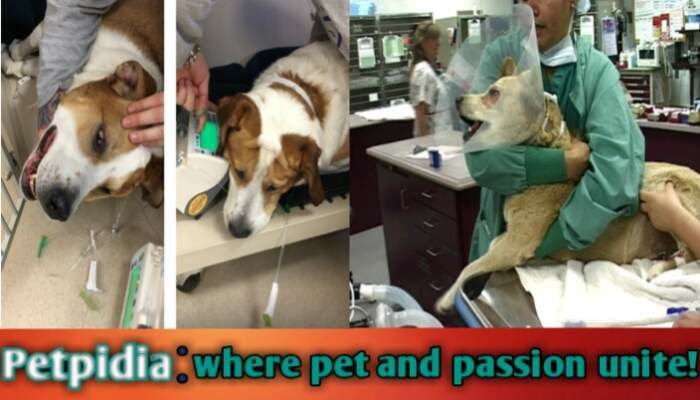 How Long Does Dysphoria Last in Dogs After Surgery?