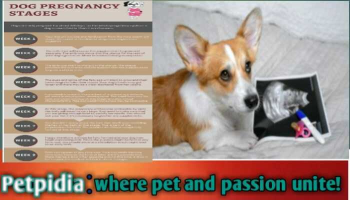 Dog Pregnancy Stages And Symptoms | Timeline And Care